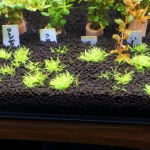 植栽から14日目　ウォーターローン